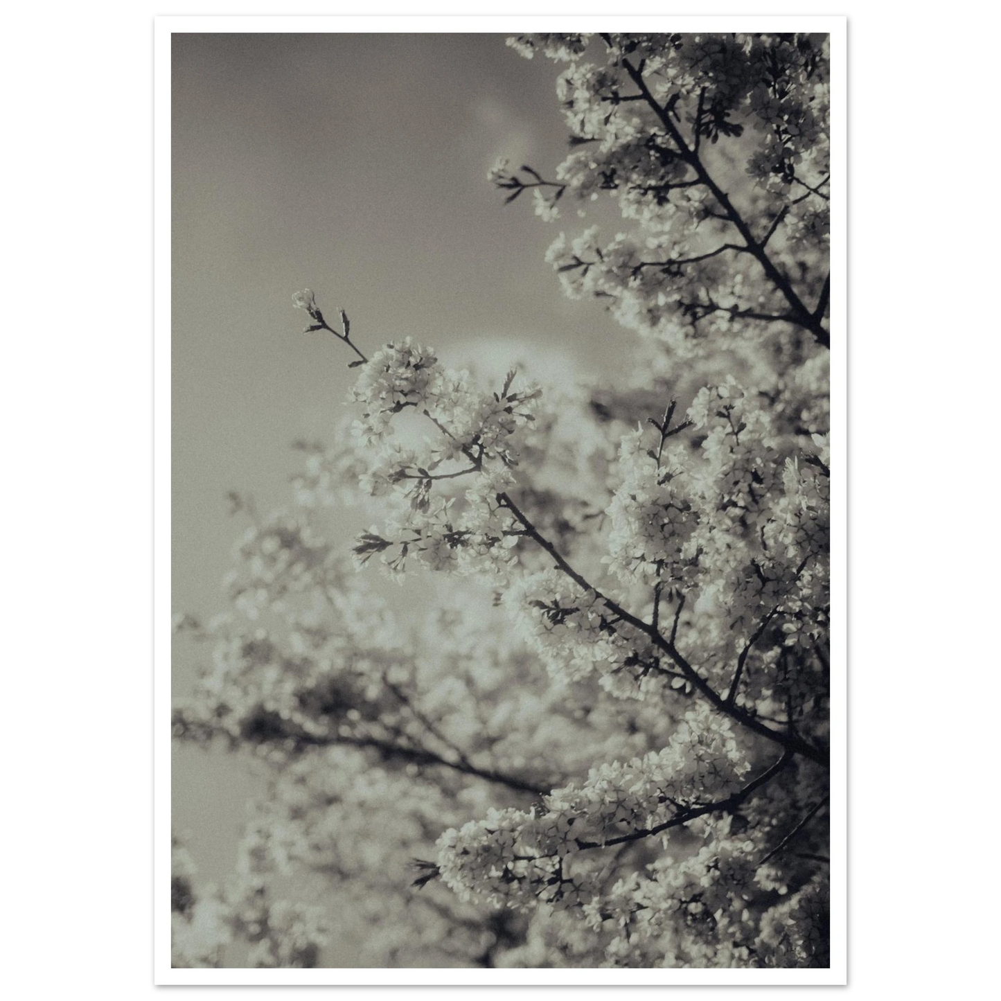 64e52772-7690-4a29-b6b9-a3ee2d0faac4